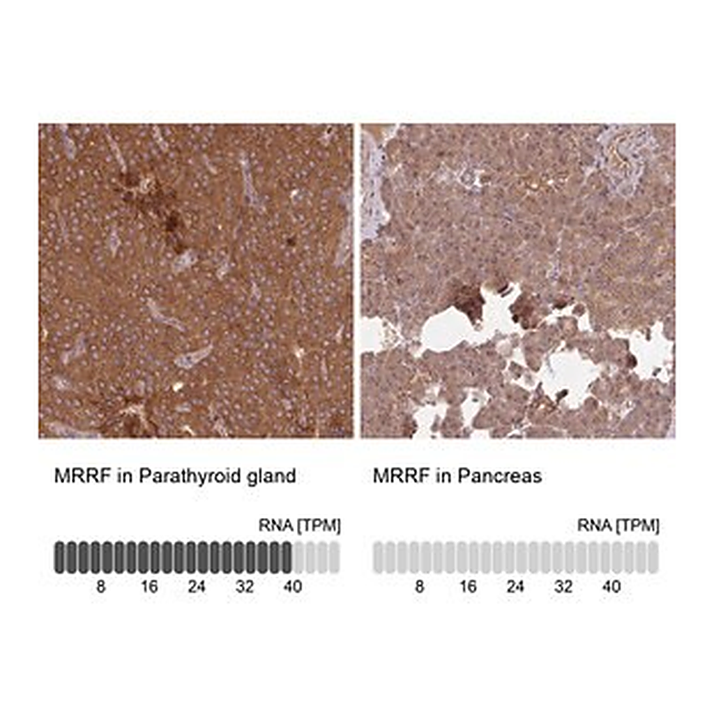 Merck Anti-MRRF antibody produced in rabbit