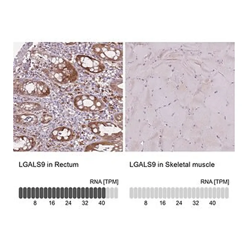 Merck Anti-LGALS9 antibody produced in rabbit