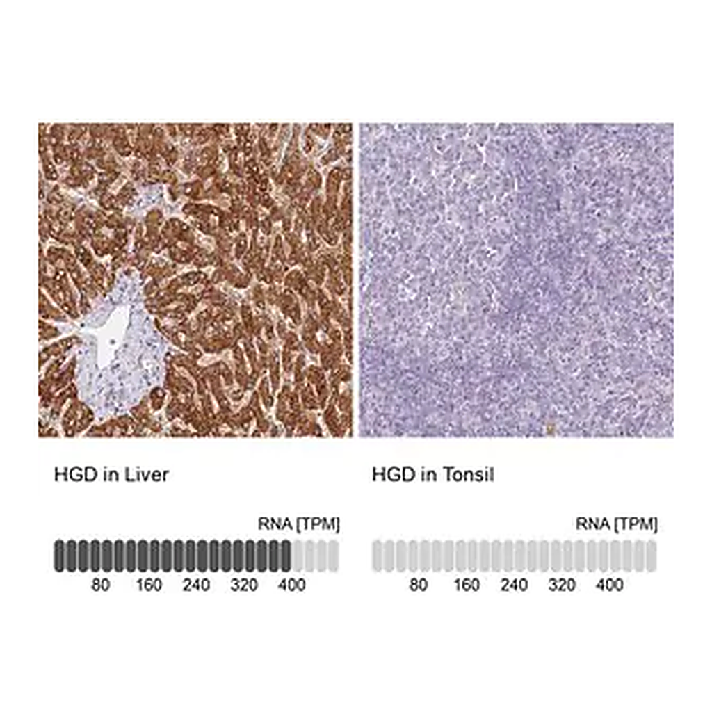 Merck Anti-HGD antibody produced in rabbit