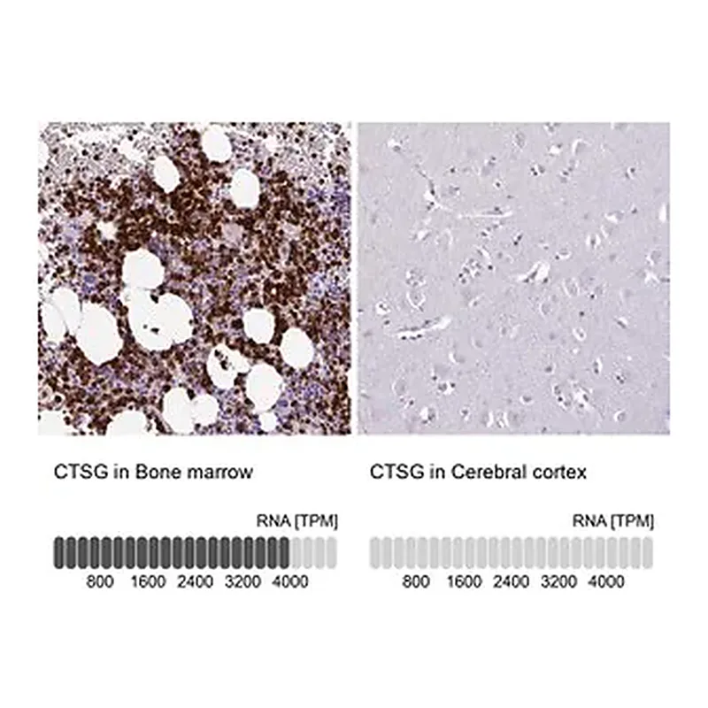 Merck Anti-CTSG antibody produced in rabbit