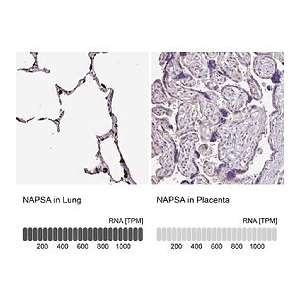 Merck Anti-NAPSA antibody produced in rabbit