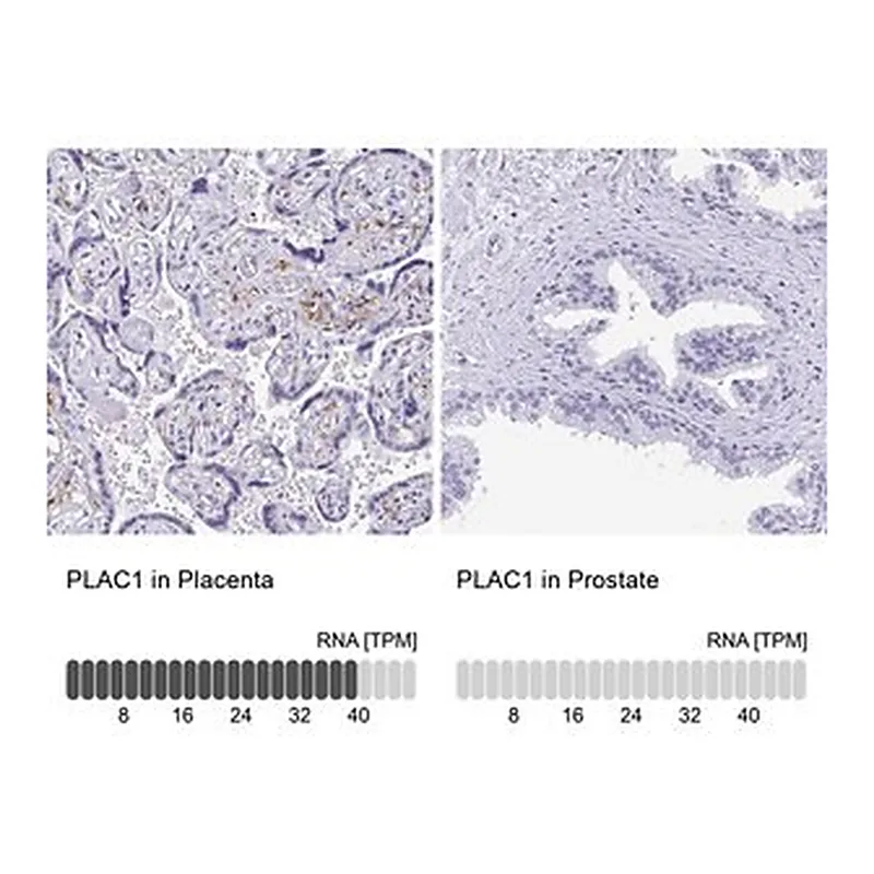 Merck Anti-PLAC1 antibody produced in rabbit