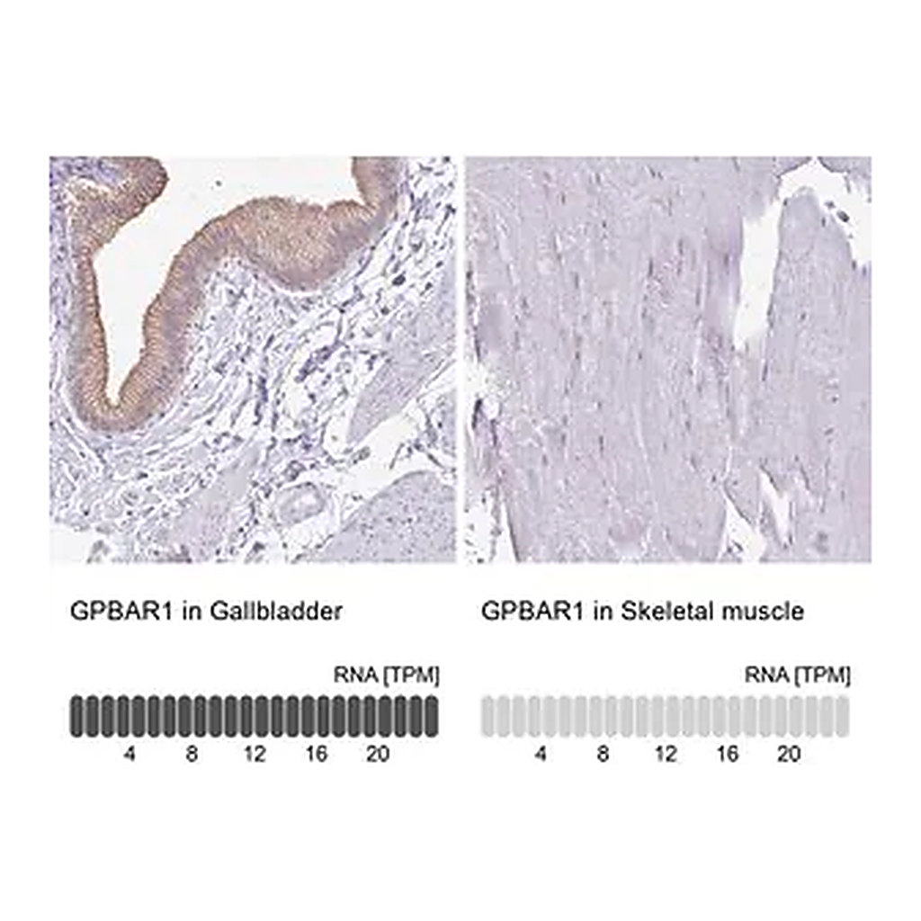 Merck Anti-GPBAR1 antibody produced in rabbit