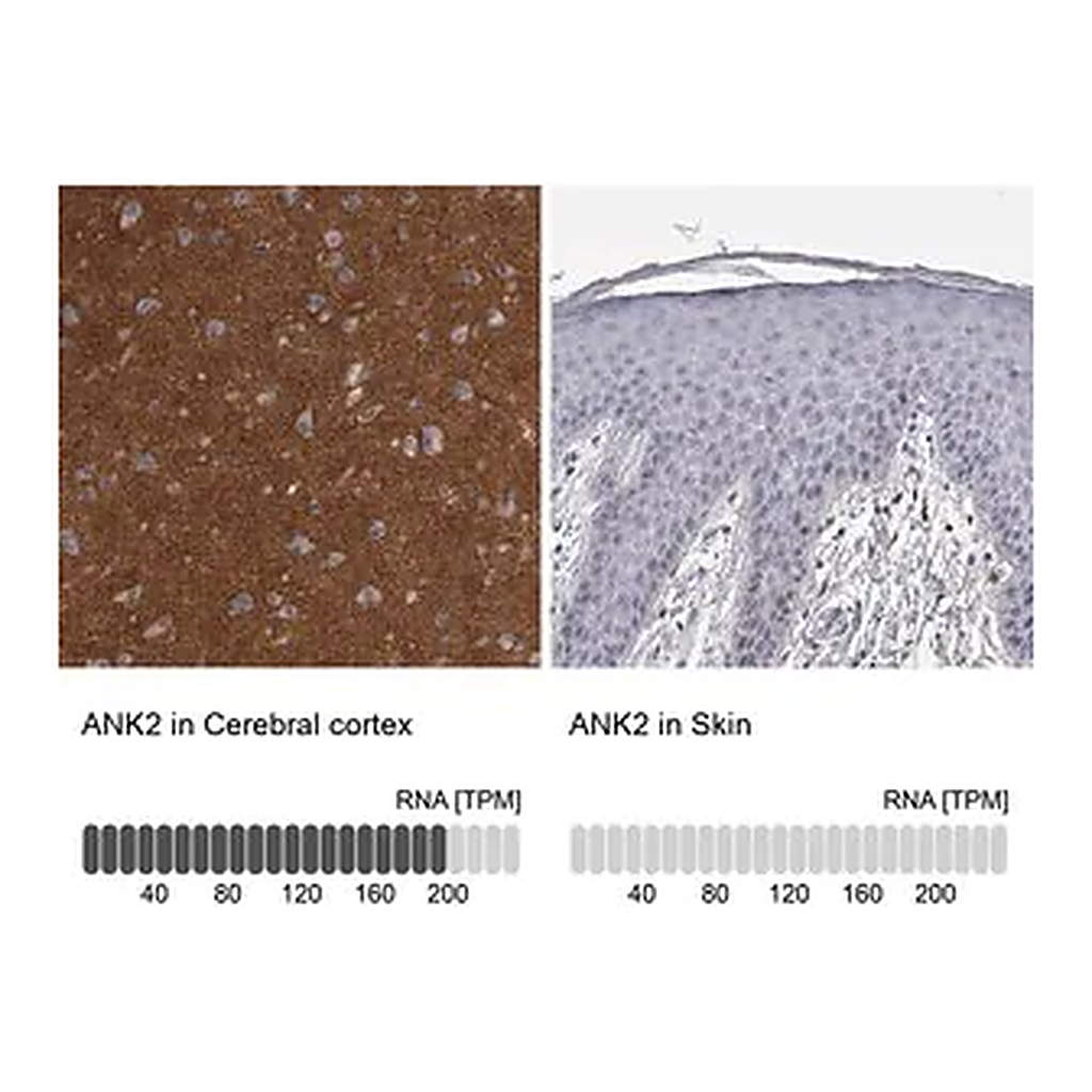 Merck Anti-ANK2 antibody produced in rabbit