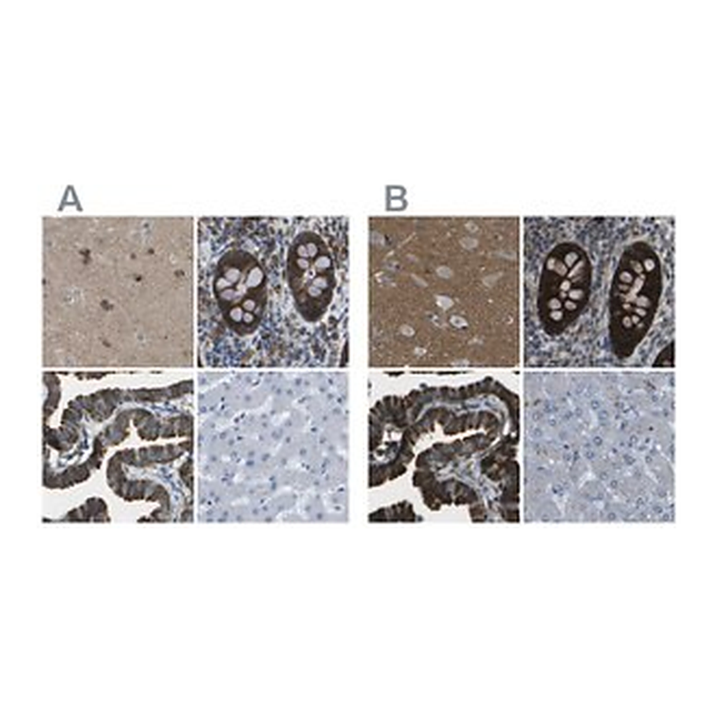 Merck Anti-WNK2 antibody produced in rabbit