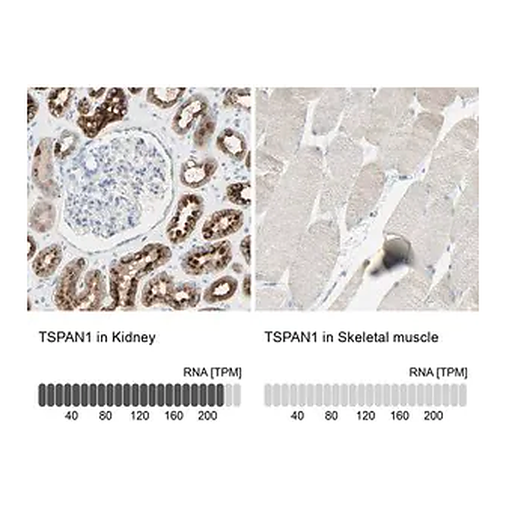Merck Anti-TSPAN1 antibody produced in rabbit