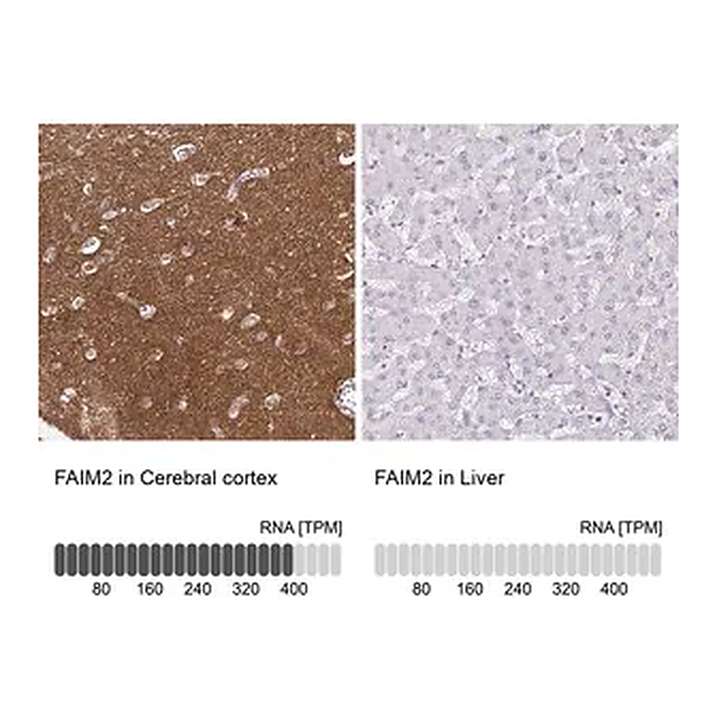Merck Anti-FAIM2 antibody produced in rabbit