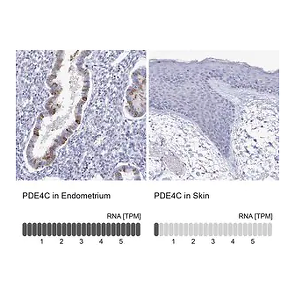 Merck Anti-PDE4C antibody produced in rabbit