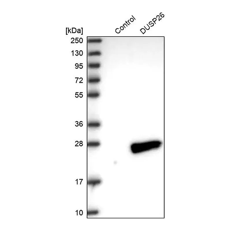 Merck Anti-DUSP26 antibody produced in rabbit