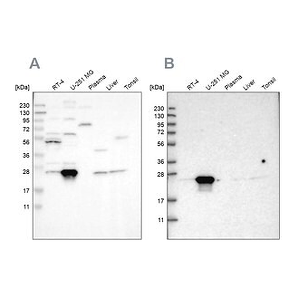 Merck Anti-BAG2 antibody produced in rabbit