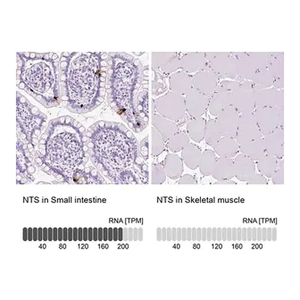 Merck Anti-NTS antibody produced in rabbit