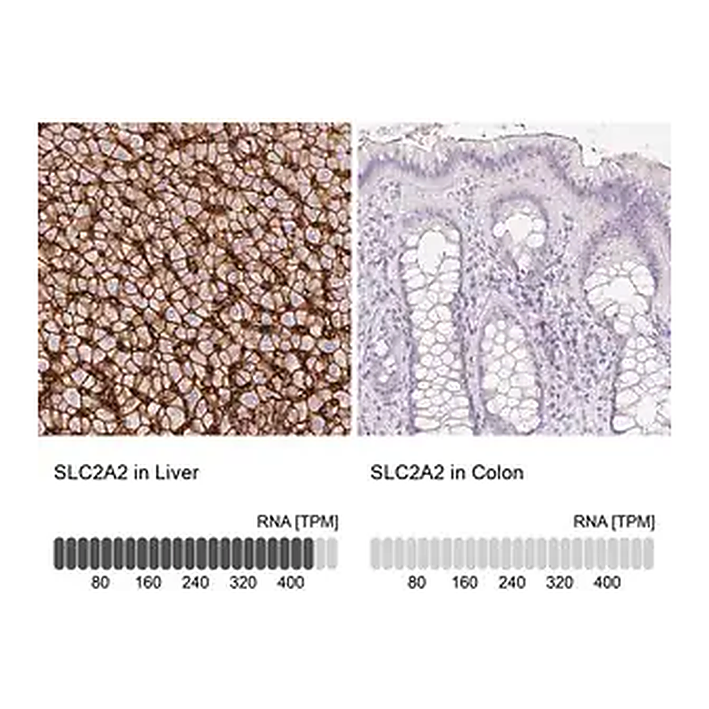 Merck Anti-SLC2A2 antibody produced in rabbit