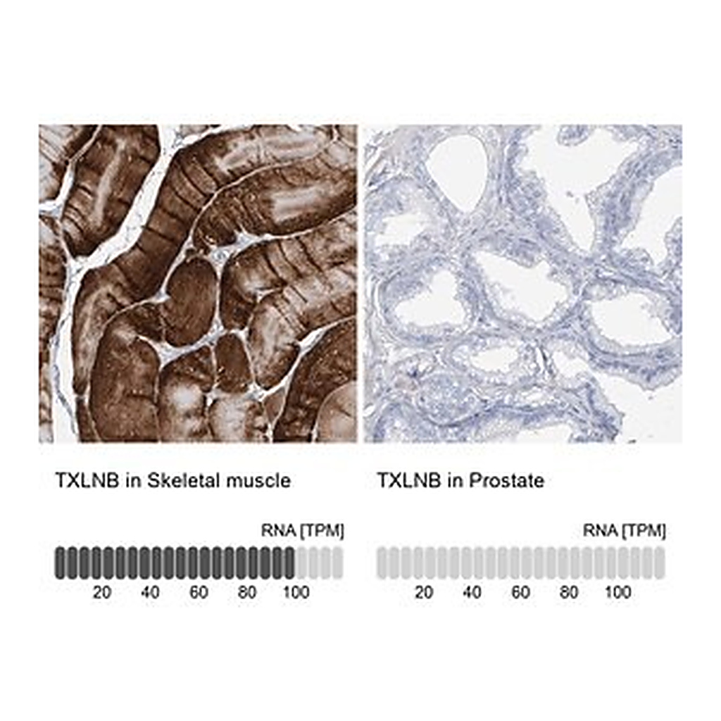 Merck Anti-TXLNB antibody produced in rabbit