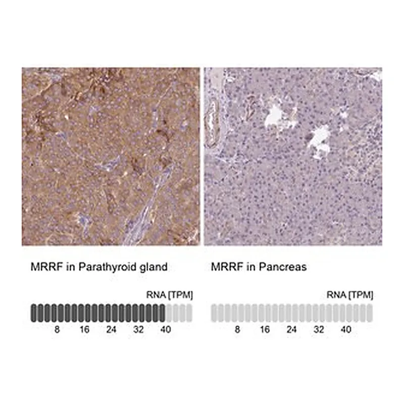 Merck Anti-MRRF antibody produced in rabbit