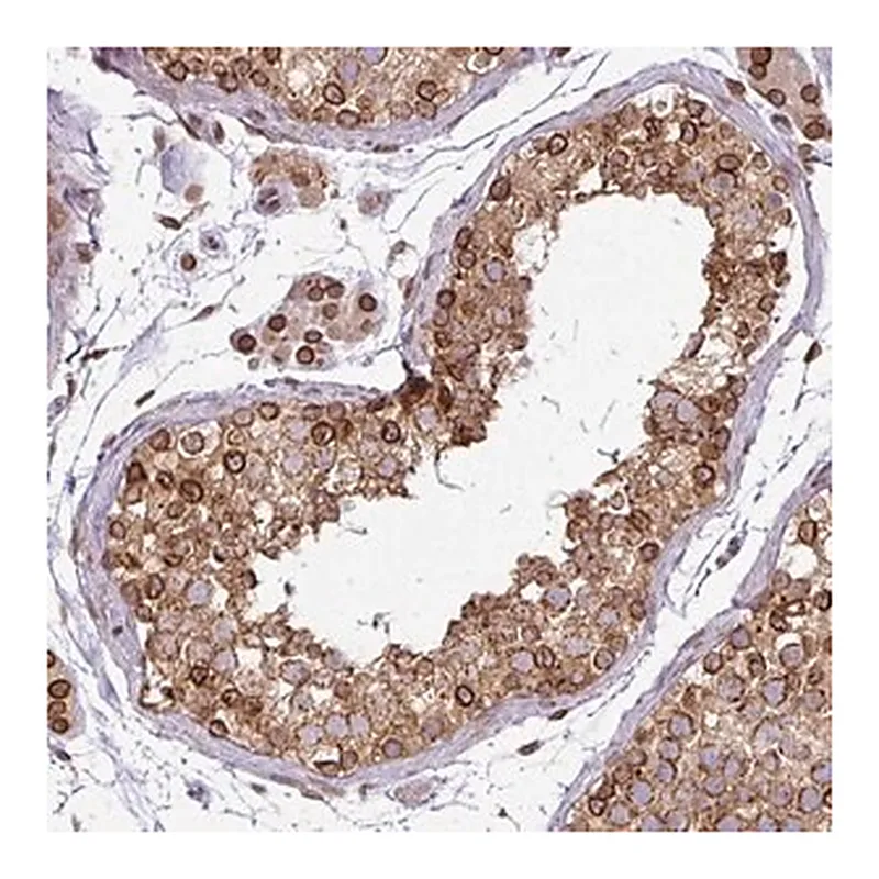 Merck Anti-RANGAP1 antibody produced in rabbit