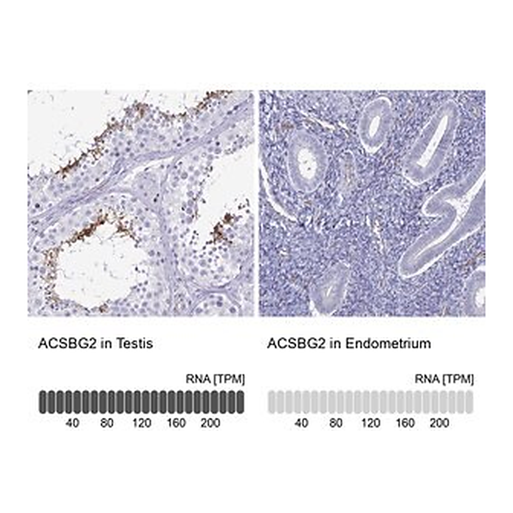 Merck Anti-ACSBG2 antibody produced in rabbit