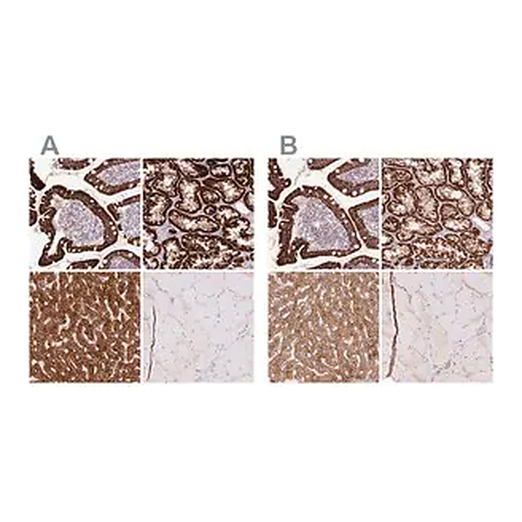Merck Anti-PCK2 antibody produced in rabbit