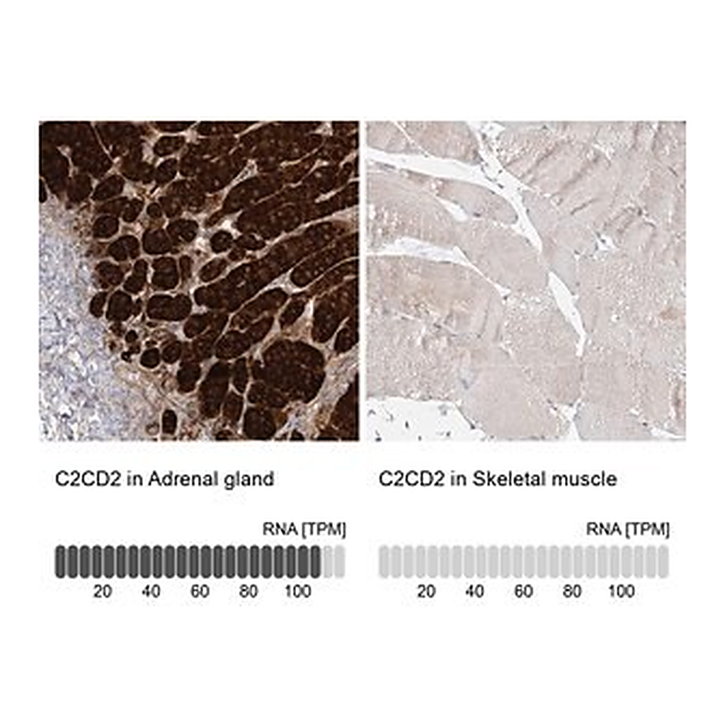 Merck Anti-C2CD2 antibody produced in rabbit