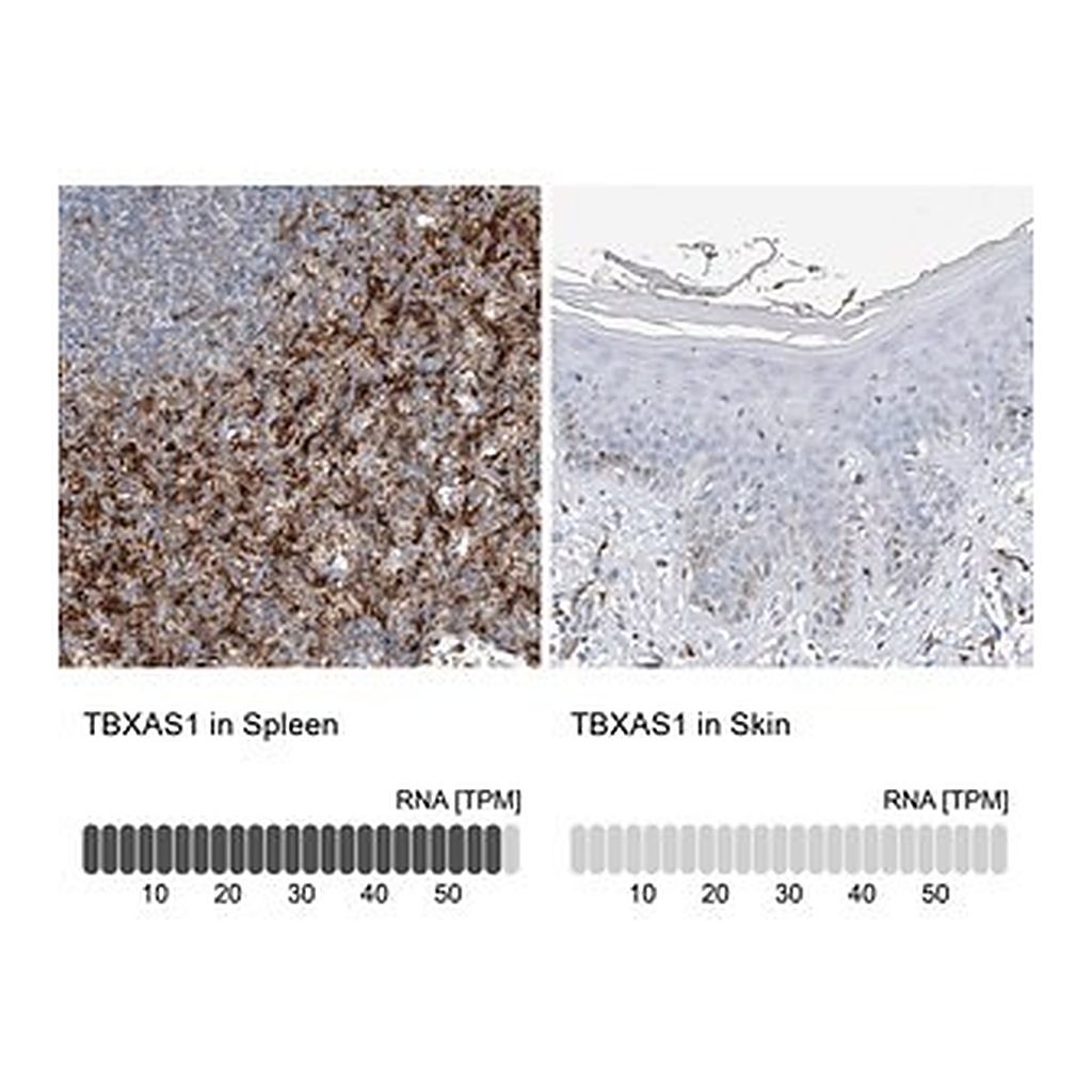 Merck Anti-TBXAS1 antibody produced in rabbit