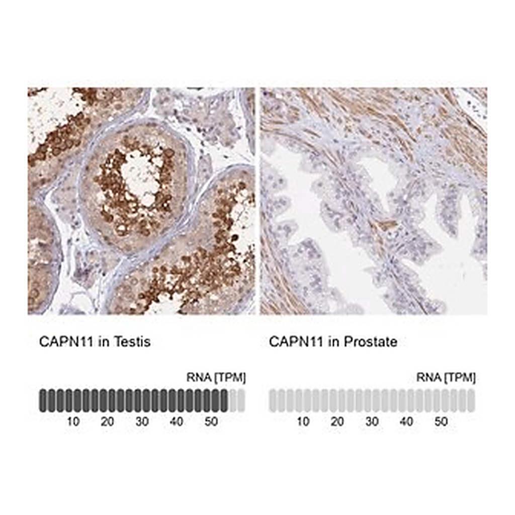 Merck Anti-CAPN11 antibody produced in rabbit