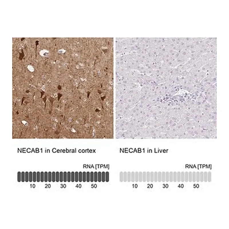 Merck Anti-NECAB1 antibody produced in rabbit