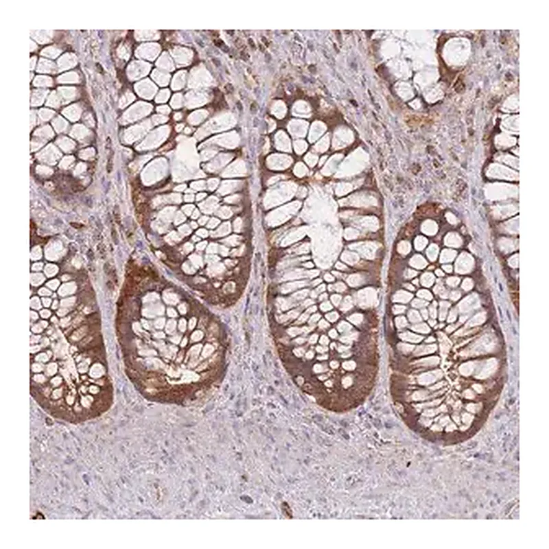 Merck Anti-PREP antibody produced in rabbit