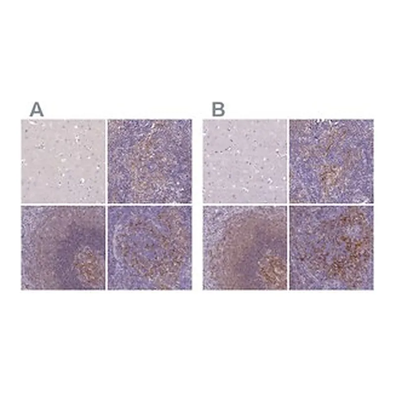 Merck Anti-CD40 antibody produced in rabbit