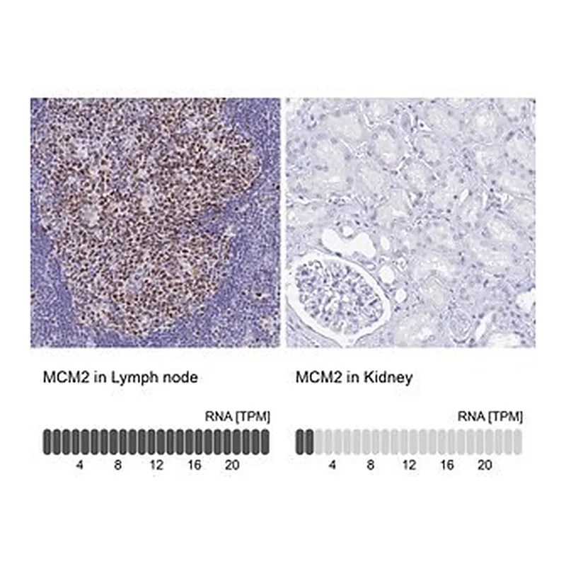 Merck Anti-MCM2 antibody produced in rabbit