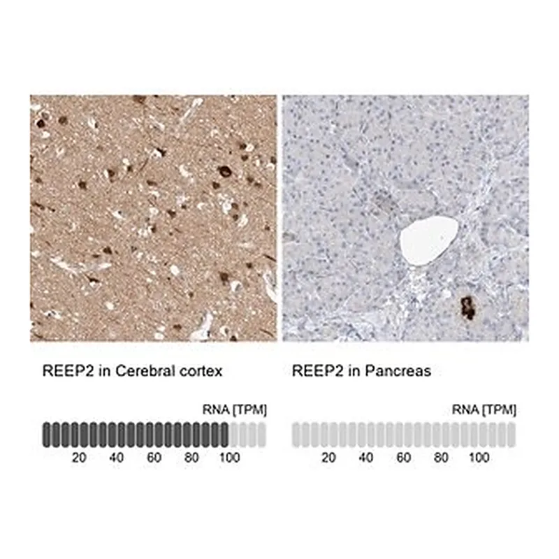 Merck Anti-REEP2 antibody produced in rabbit
