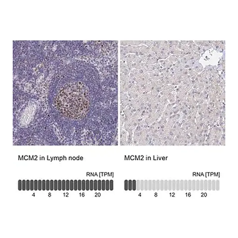 Merck Anti-MCM2 antibody produced in rabbit