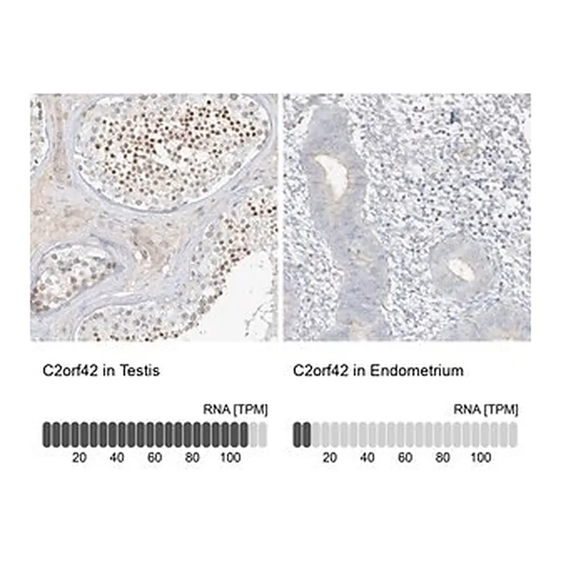 Merck Anti-C2orf42 antibody produced in rabbit