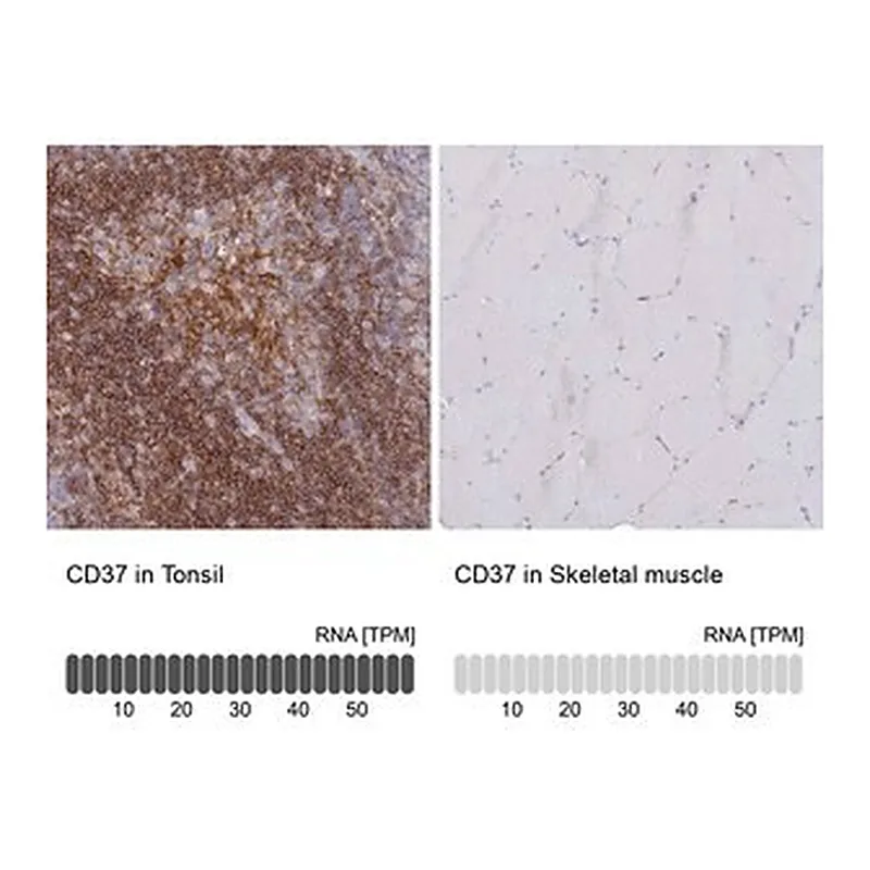 Merck Anti-CD37 antibody produced in rabbit