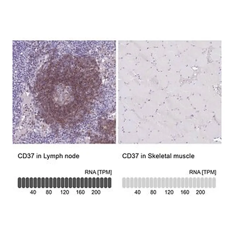 Merck Anti-CD37 antibody produced in rabbit