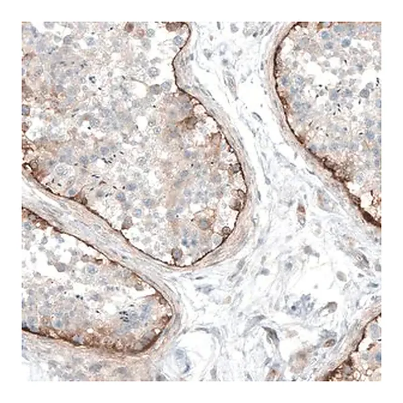 Merck Anti-LAMA1 antibody produced in rabbit