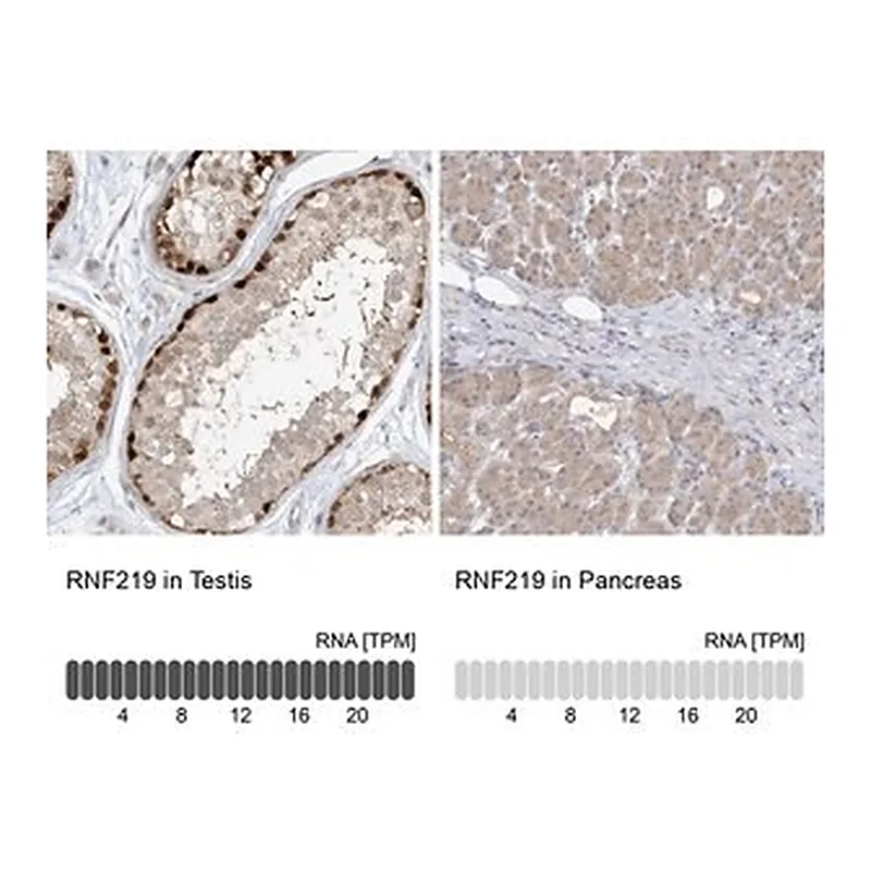 Merck Anti-RNF219 antibody produced in rabbit