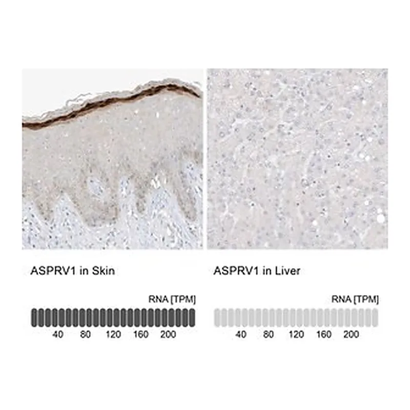 Merck Anti-ASPRV1 antibody produced in rabbit
