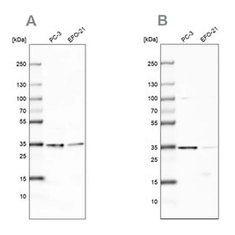 Merck Anti-DNAJC9 antibody produced in rabbit