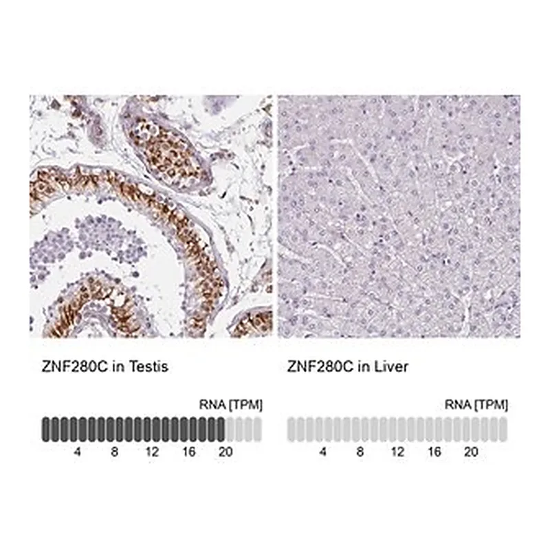 Merck Anti-ZNF280C antibody produced in rabbit