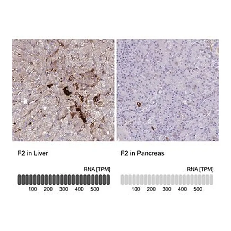 Merck Anti-F2 antibody produced in rabbit