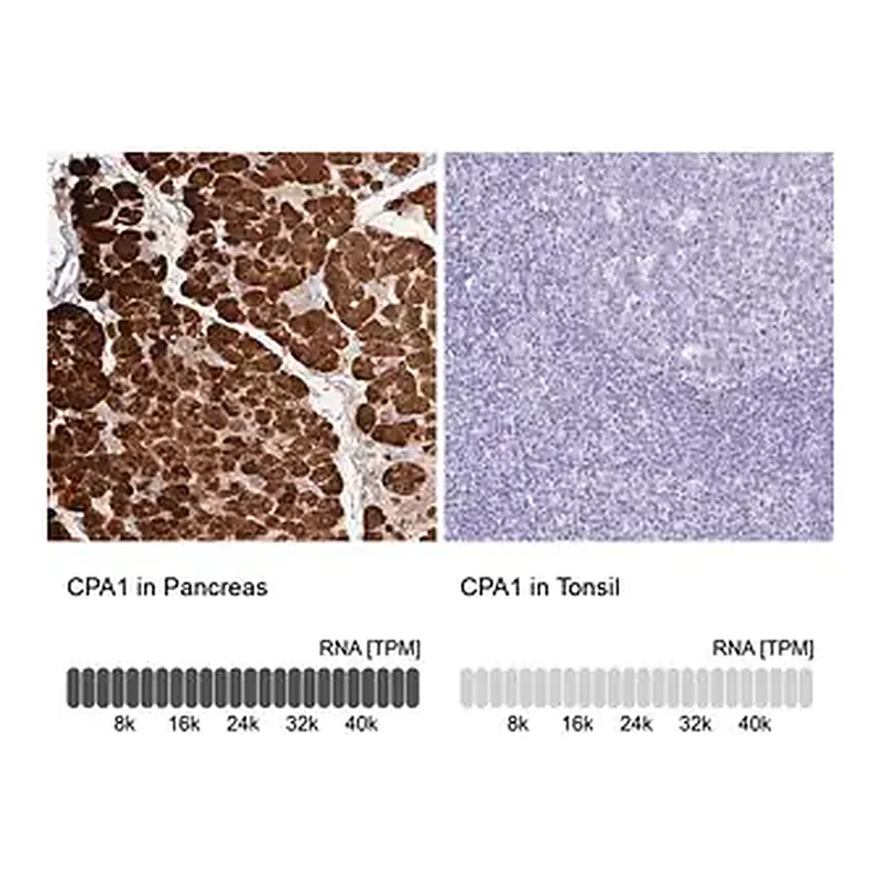 Merck Anti-CPA1 antibody produced in rabbit
