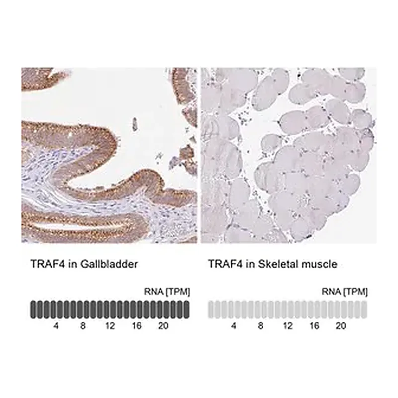 Merck Anti-TRAF4 antibody produced in rabbit