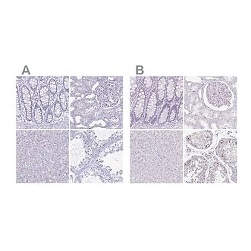 Merck Anti-LUZP4 antibody produced in rabbit