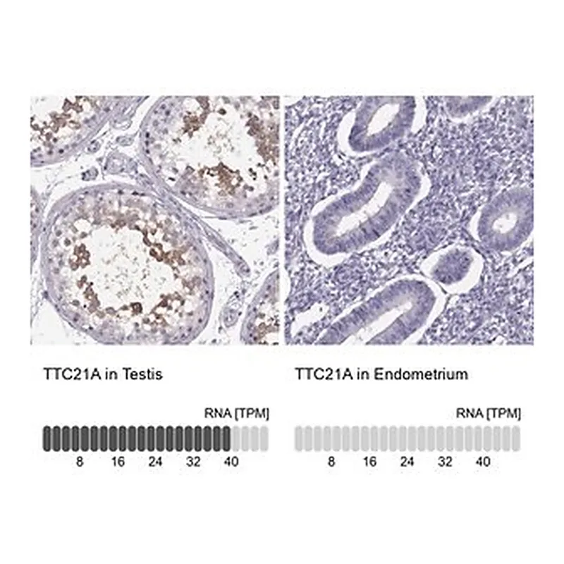 Merck Anti-TTC21A antibody produced in rabbit