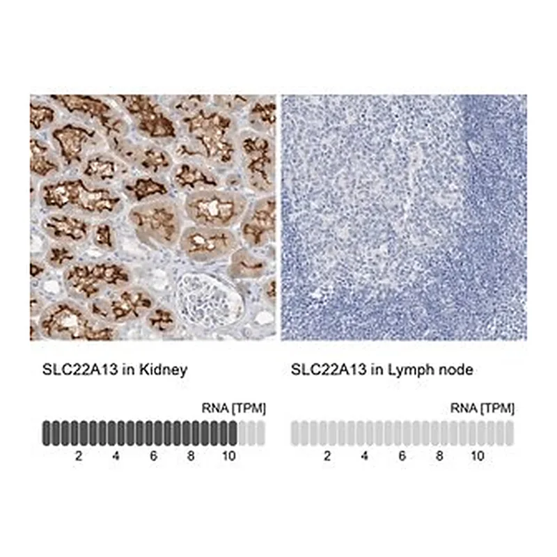 Merck Anti-SLC22A13 antibody produced in rabbit