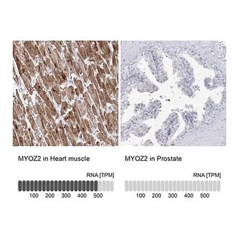 Merck Anti-MYOZ2 antibody produced in rabbit