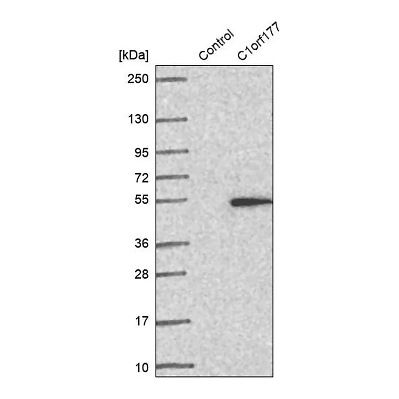 Merck Anti-LEXM antibody produced in rabbit