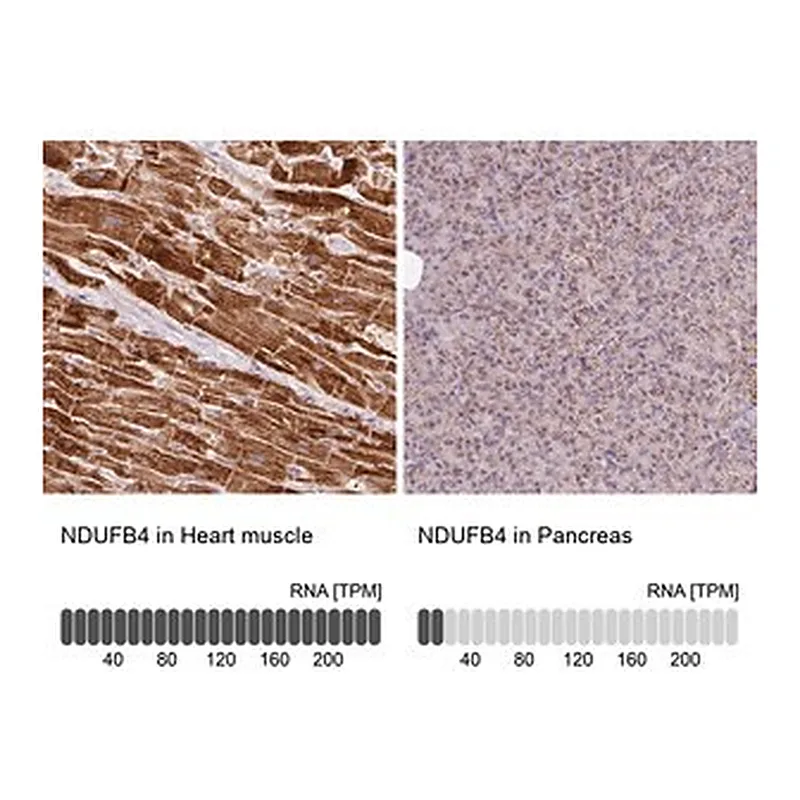 Merck Anti-NDUFB4 antibody produced in rabbit