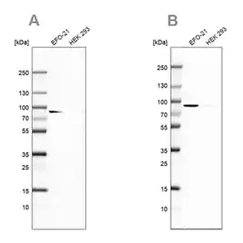 Merck Anti-DPP3 antibody produced in rabbit