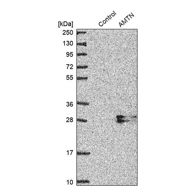 Merck Anti-AMTN antibody produced in rabbit
