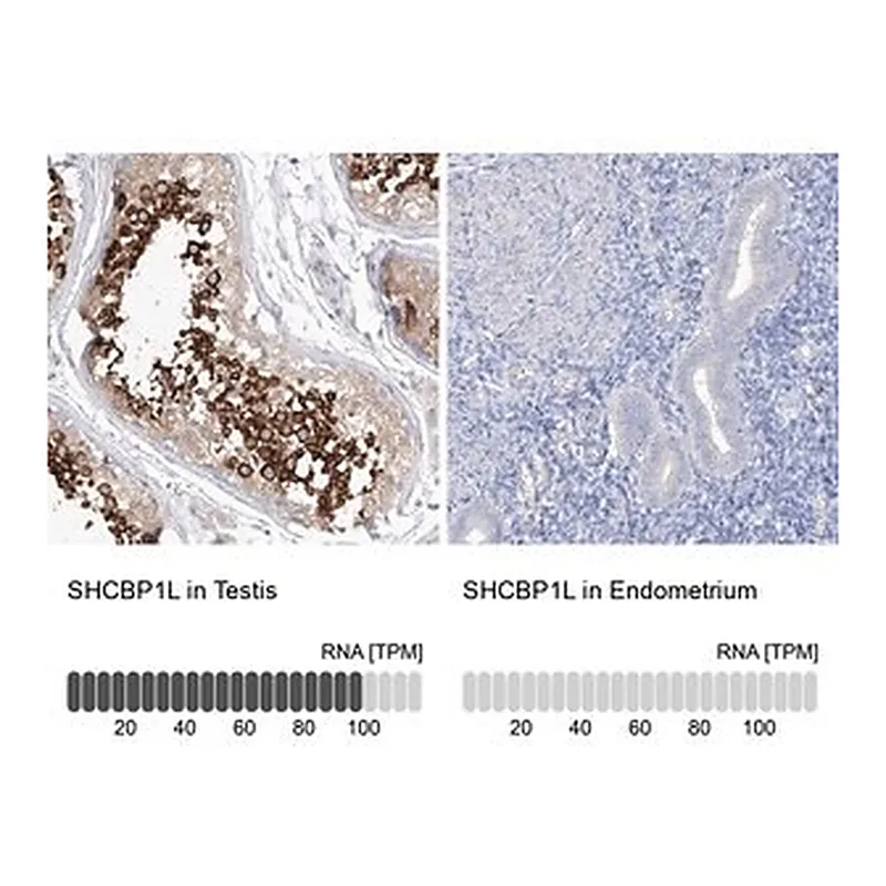 Merck Anti-SHCBP1L antibody produced in rabbit